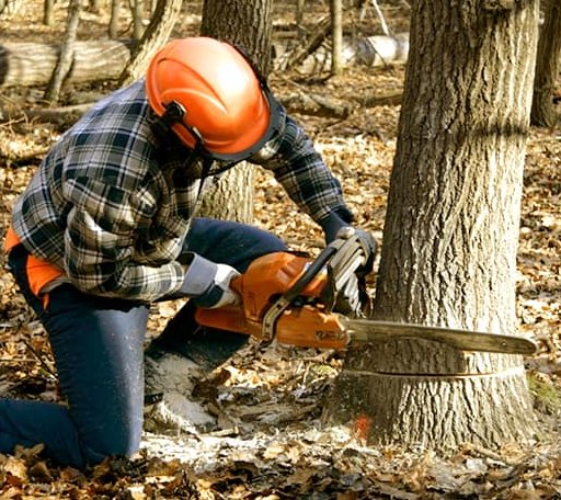 Tree Removal in Kelly, WY